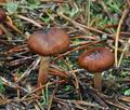 Cortinarius_fasciatus_bp4234