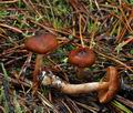 Cortinarius_fasciatus_bp4237