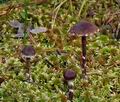 Cortinarius_flabellus_bs9848