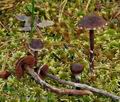 Cortinarius_flabellus_bs9853