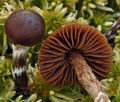 Cortinarius_flabellus_bs9858