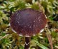 Cortinarius_flabellus_bs9867