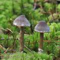 Cortinarius_flexipes_be4166