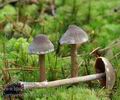 Cortinarius_flexipes_be4168