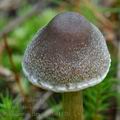 Cortinarius_flexipes_be4170