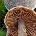 Cortinarius_flexipes_be4172