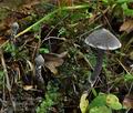 Cortinarius_flexipes_bo7481