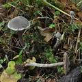 Cortinarius_flexipes_bo7487