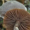 Cortinarius_flexipes_bo7494