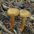 Cortinarius_gentilis_bo7349