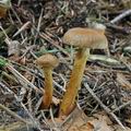 Cortinarius_gentilis_bo7355