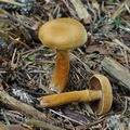 Cortinarius_gentilis_bo7357