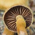 Cortinarius_gentilis_bo7365