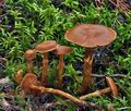 Cortinarius_gentilis_bv1199