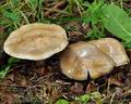 Cortinarius_glaucopus_bp1324