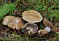 Cortinarius_glaucopus_bp1326