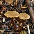 Cortinarius_helvelloides_bk5960