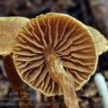 Cortinarius_helvelloides_bk5967