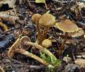 Cortinarius_helvelloides_bk5971