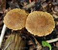 Cortinarius_helvelloides_bk5974