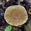 Cortinarius_helvelloides_bk5976