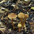 Cortinarius_helvelloides_bk5985