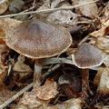 Cortinarius_hemitrichus_am1312