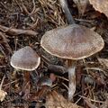 Cortinarius_hemitrichus_am1318