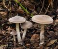 Cortinarius_hemitrichus_bs8995