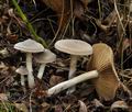 Cortinarius_hemitrichus_bs9000