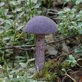 Cortinarius_hercynicus_aj0476