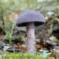 Cortinarius_hercynicus_aj0491