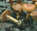 Cortinarius_hinnuleus_ac7487