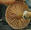 Cortinarius_hinnuleus_ac7488