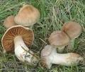 Cortinarius_hinnuleus_ac8443