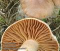 Cortinarius_hinnuleus_ac8447