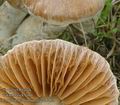 Cortinarius_hinnuleus_ac8452