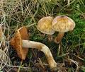 Cortinarius_hinnuleus_bp1848