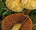 Cortinarius_hinnuleus_bp1851