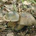 Cortinarius_infractus_aj1341