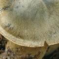 Cortinarius_infractus_aj1349