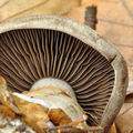 Cortinarius_infractus_be3770