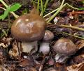 Cortinarius_infractus_bp1319