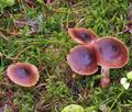 Cortinarius_junghuhnii_bm7725