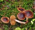 Cortinarius_junghuhnii_bm7729