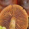 Cortinarius_junghuhnii_bm7732