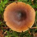 Cortinarius_junghuhnii_bm7733