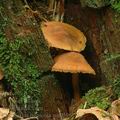 Cortinarius_lignicola_am0596