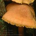 Cortinarius_lignicola_am0600