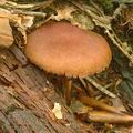 Cortinarius_lignicola_am0602